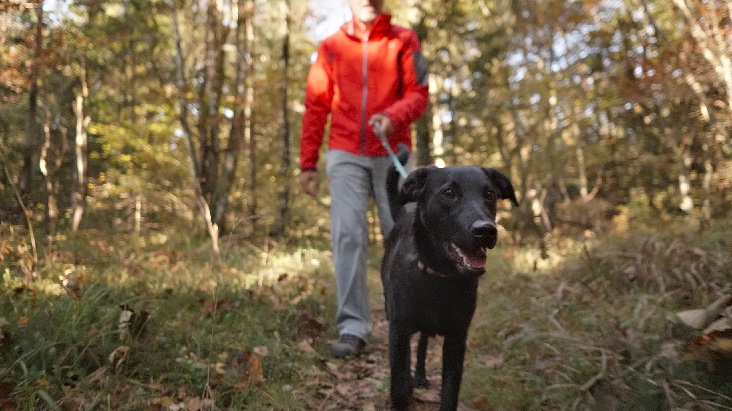 Person walking a black Labrador in a forest